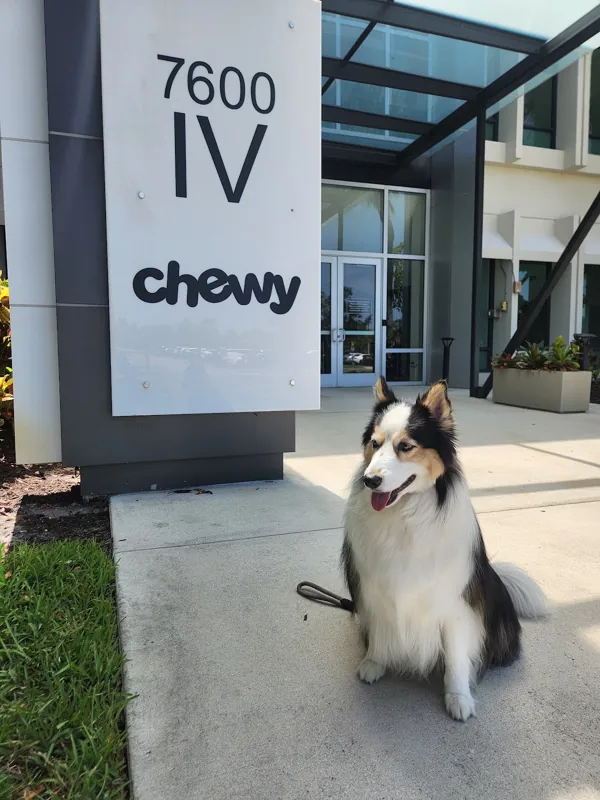 Theia sitting in front of the Chewy office sign