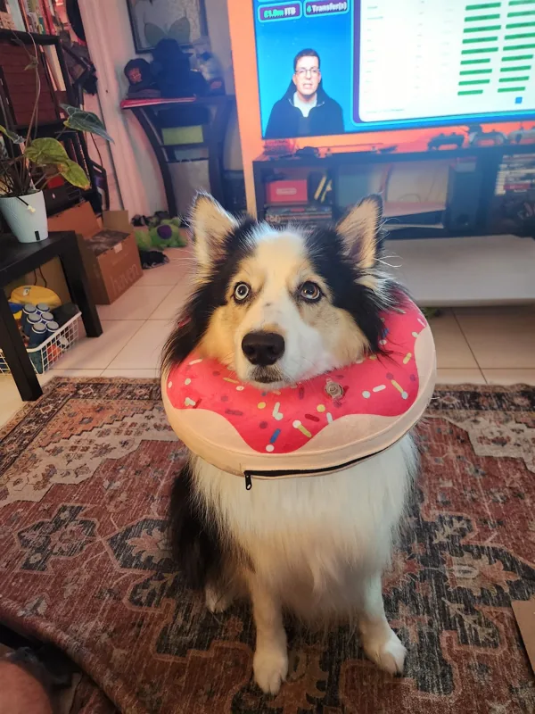 Theia wearing a soft donut cone