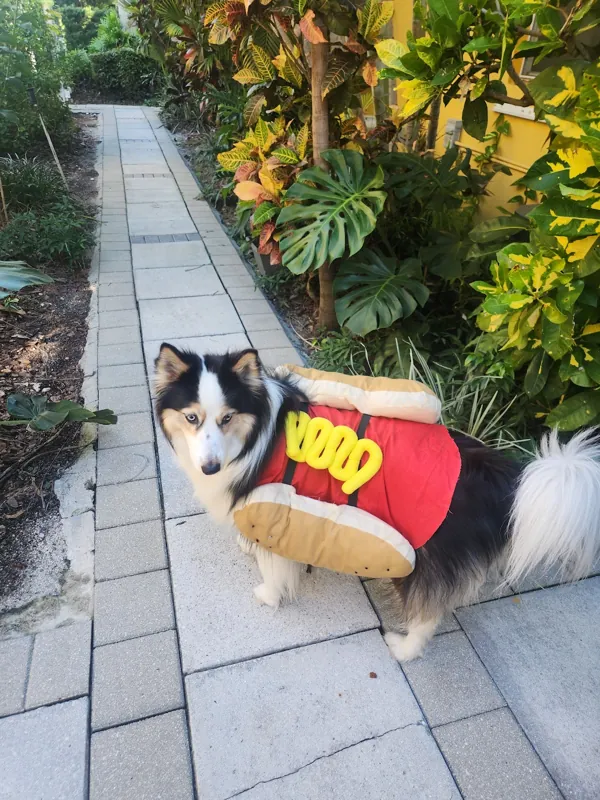 Theia wearing a hot dog costume on a garden path
