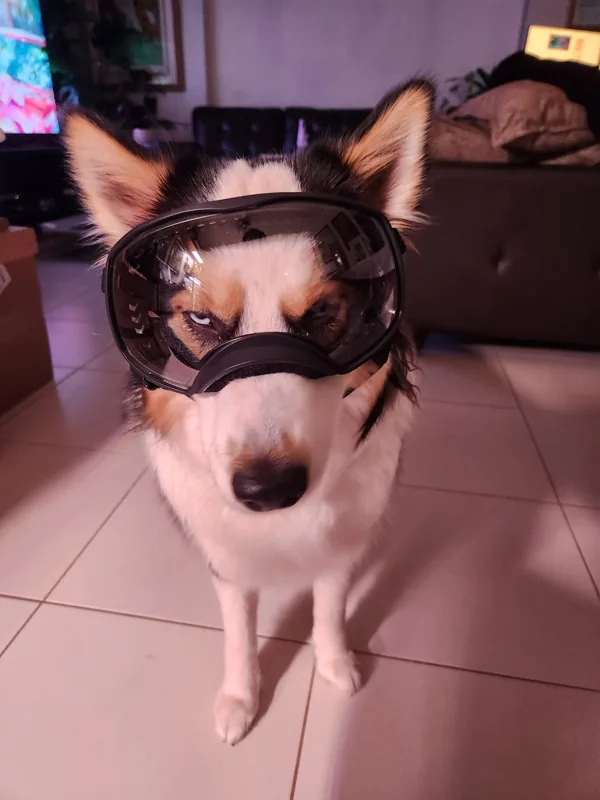 Theia wearing dog goggles indoors