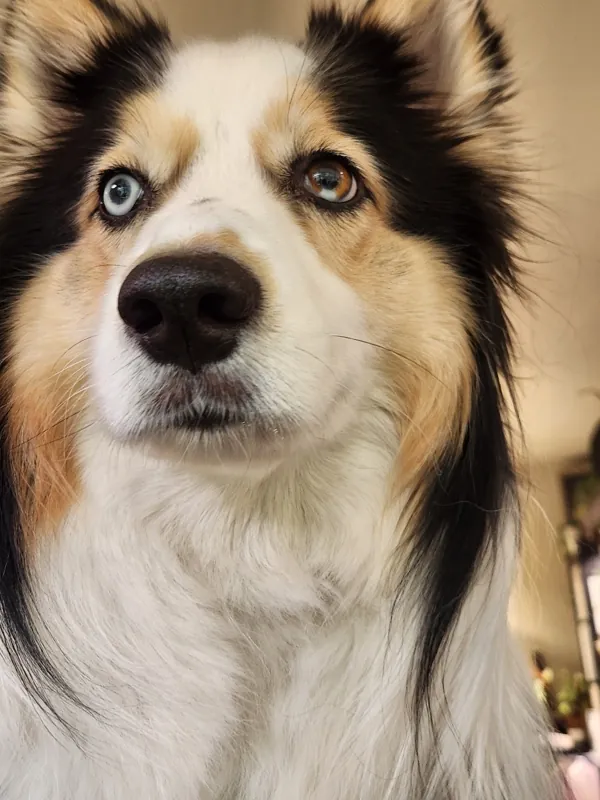 Theia looking straight at the camera, one blue eye and one brown