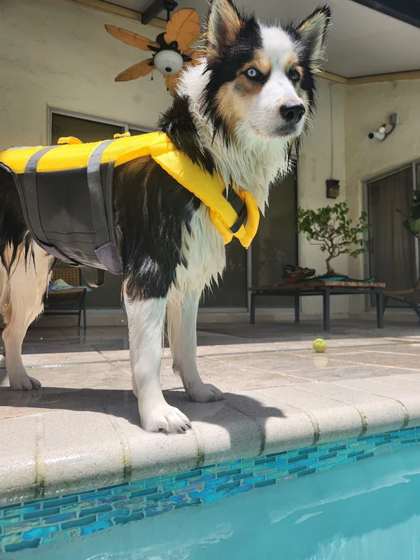 Theia wearing a yellow life vest beside a pool