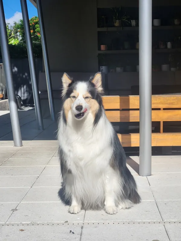 Theia sitting upright on a patio, full body