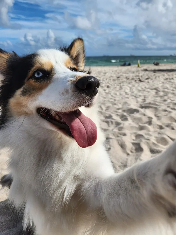 Theia lifting one paw toward the camera on a beach