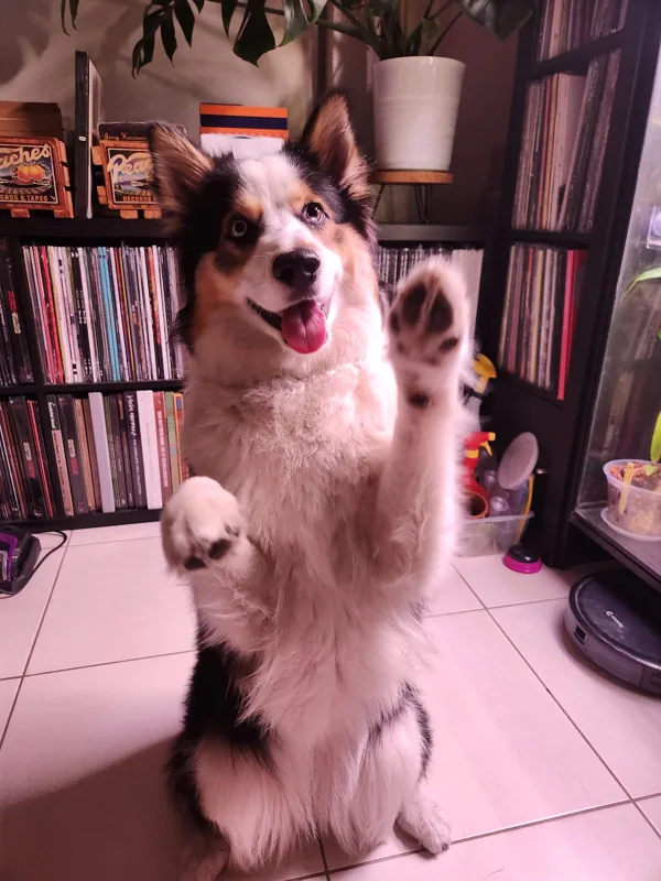 Theia sitting up on her hind legs with both front paws raised