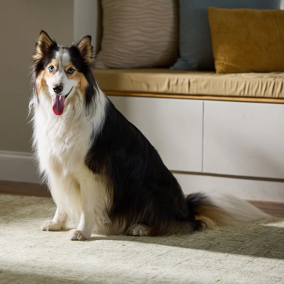 Studio portrait of Theia, a tri-color Australian Shepherd Husky mix with one blue eye and one brown eye, sitting in soft window light