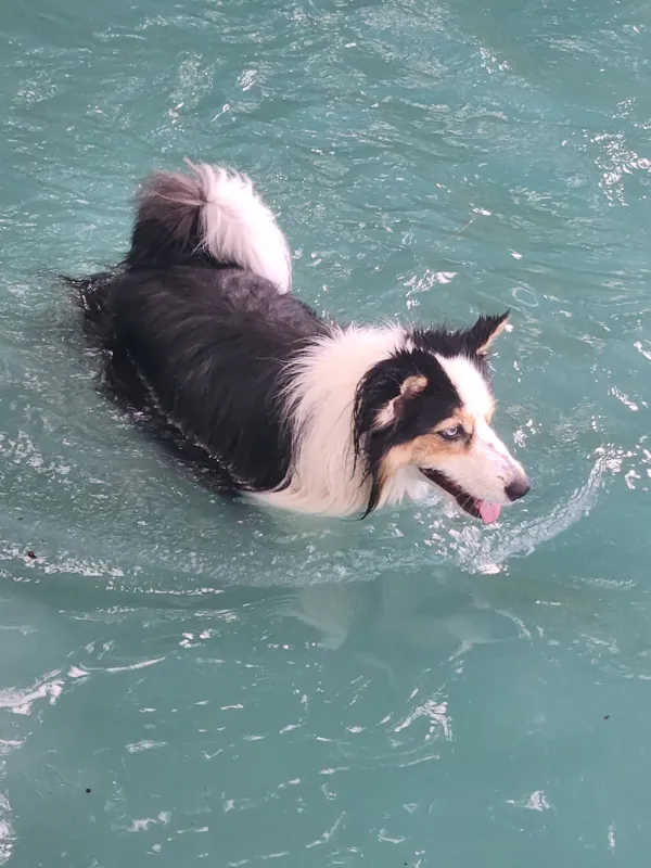Theia swimming in a pool